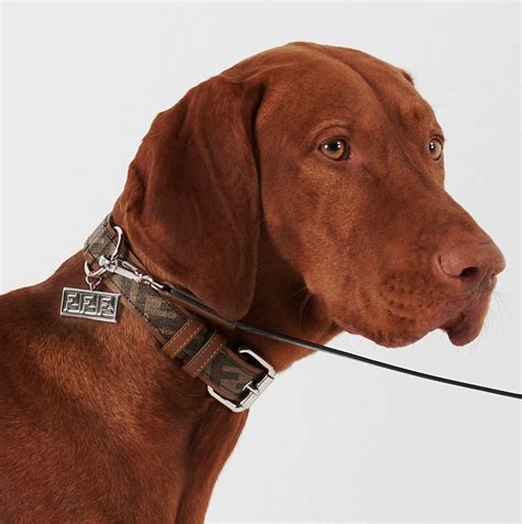 dog collars designer brands